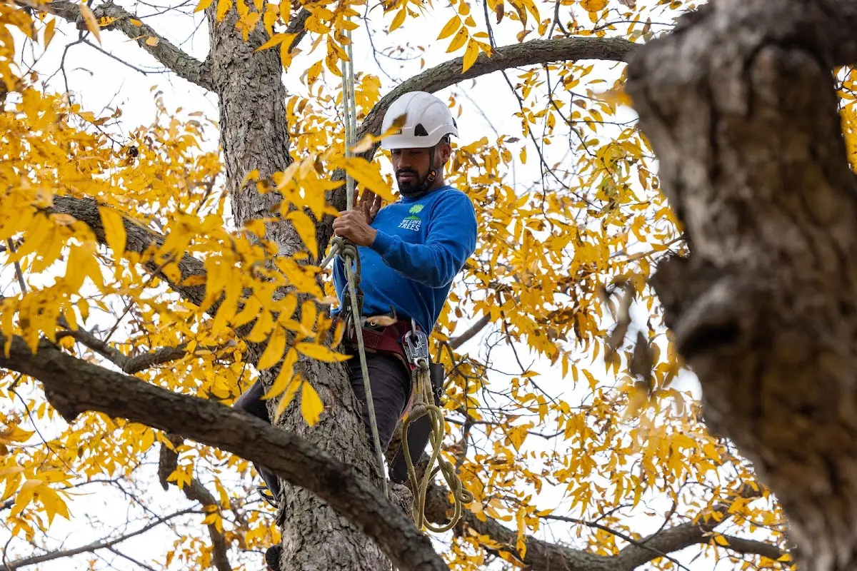 Skilled Tree Pruning crew working in Fort Morgan